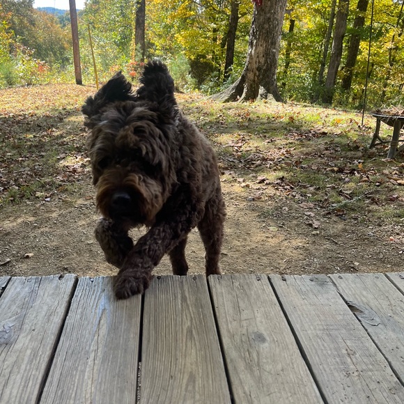 Meet your Posher, Jeanie - Picture 12 of 16